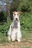 FOX TERRIER 005